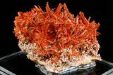 Vibrant Orange Crocoite Crystal Cluster - Stunning Specimen! #182743-1